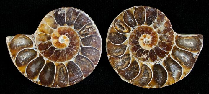 Small Desmoceras Ammonite Pair #5305